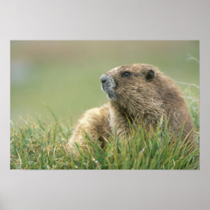 Affiche États-Unis, Washington, Parc national Olympique, M