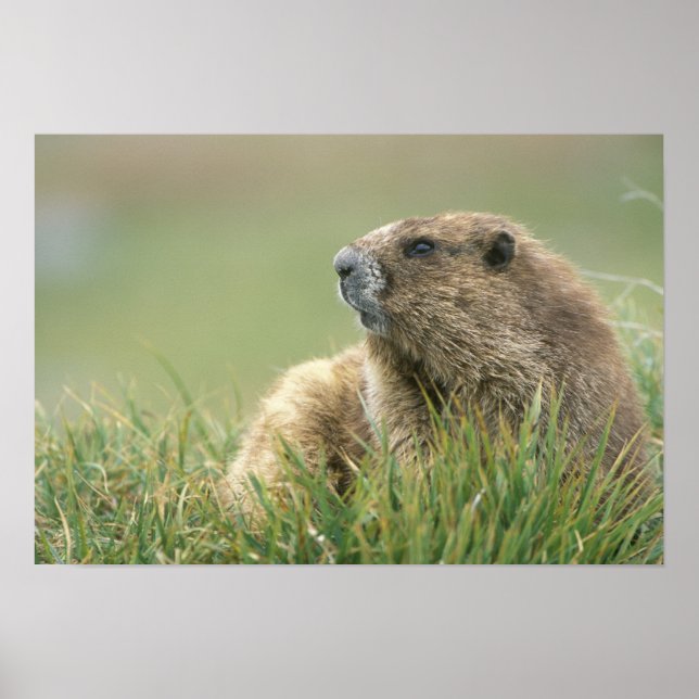 Affiche États-Unis, Washington, Parc national Olympique, M (Devant)