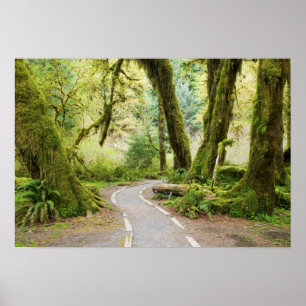 Affiche États-Unis, Washington, Parc national Olympique, R
