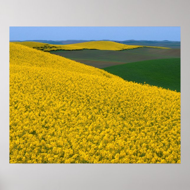 Affiche États-Unis, Washington, Whitman County, Palouse, C (Devant)