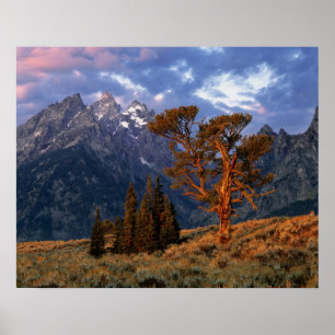 Affiche États-Unis, Wyoming, Grand Teton NP. Un cèdre soli