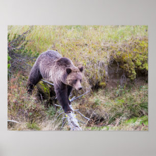 Affiche États-Unis, Wyoming, Parc national de Yellowstone,