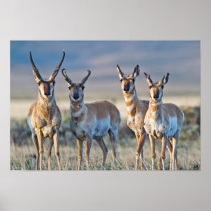 Affiche États-Unis, Wyoming, quatre antilopes d'Amérique m