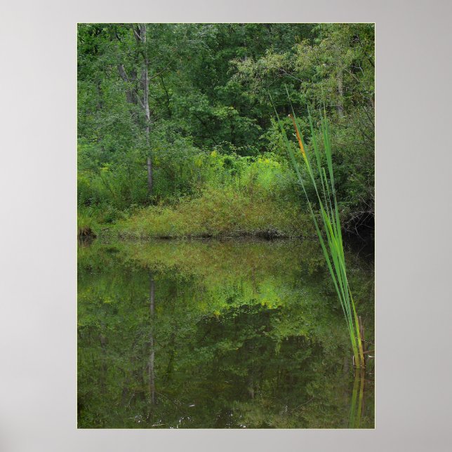 Affiche Été à l'étang (Devant)