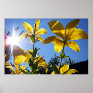 Affiche Été Lilies série 4
