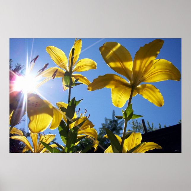 Affiche Été Lilies série 4 (Devant)
