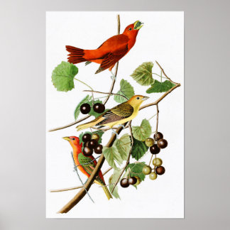 Affiche Été Oiseau rouge John James Audubon Oiseaux Amériq