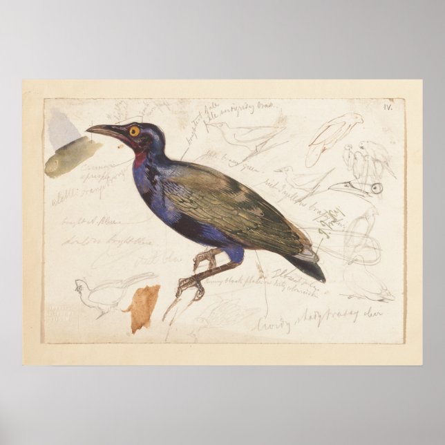 Affiche [Étincelle non identifiée]. 1835, Lear, Edward (Devant)