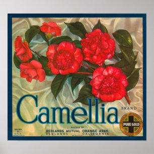 Affiche Étiquette Camillia Brand Oranges Classic Fruit Cra