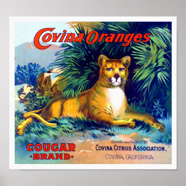 Affiche Étiquette de caisse de fruits Oranges Covina Marqu (Devant)