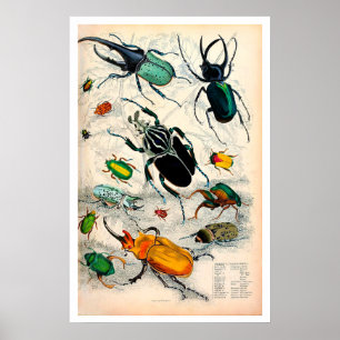 Affiche Étiquettes vintages