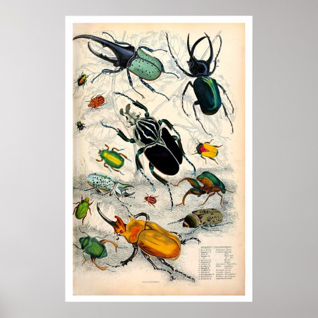 Affiche Étiquettes vintages (Devant)