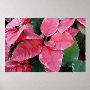 Affiche Étoile d'Argent Marbre Poinsettias Roses Fleurs de