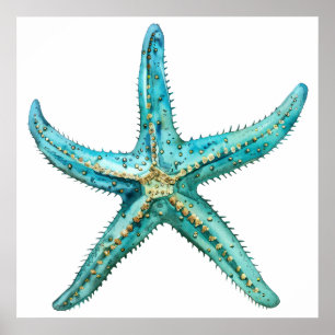 Affiche Étoile de mer turquoise 24 x 24