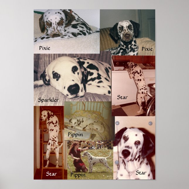 Affiche Étoile, Pippin, Sparkler & Pixie (Devant)