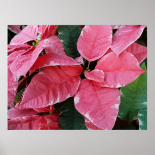 Affiche Étoiles d'Argent Marbre Poinsettias Roses Fleurs d