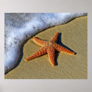 Affiche Étoiles de mer simples sur la plage
