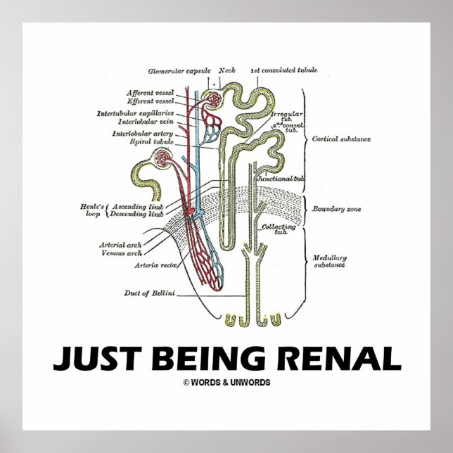 Affiche Être Renal (Humour Renal Du Néphron Du Rein) (Devant)
