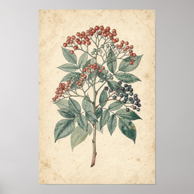 Affiche Étude botanique de branche de sureau (Devant)