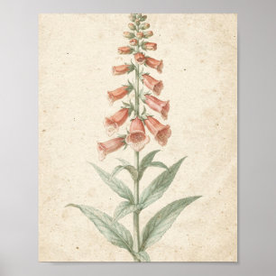 Affiche Étude botanique de digitale corail Fleur