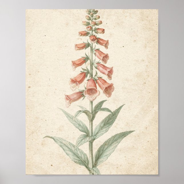 Affiche Étude botanique de digitale corail Fleur (Devant)