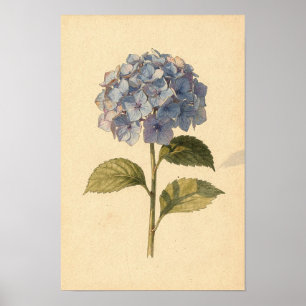 Affiche Étude botanique d'hortensia bleu sur ivoire