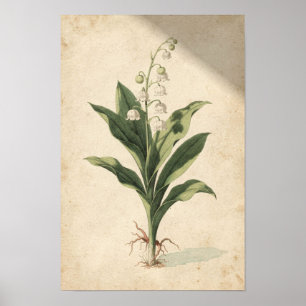 Affiche Étude botanique du muguet sur ivoire