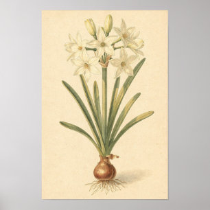 Affiche Étude botanique du narcisse à fleur blanche 12 ×