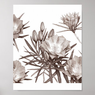 Affiche Étude botanique - Fleurs sauvages du désert