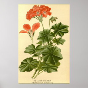 Affiche Étude botanique vintage Iv Géranium Leavé Illust