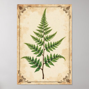 Affiche Étude d'art botanique de fougère vintage