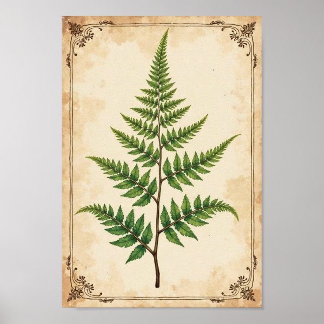 Affiche Étude d'art botanique de fougère vintage (Devant)