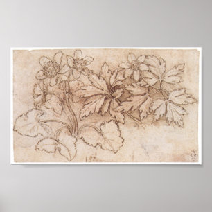 Affiche Étude de deux Plantes, Leonardo Da Vinci