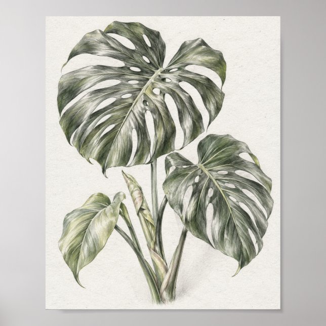 Affiche Étude de feuille de Monstera au graphite 30 (Devant)
