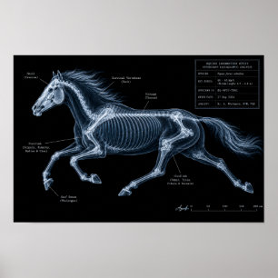 Affiche Étude de mouvement par radiographie du galop du ch