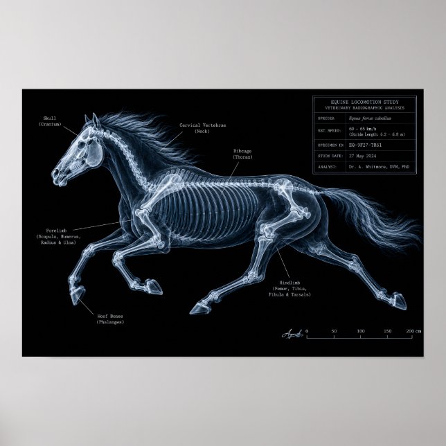 Affiche Étude de mouvement par radiographie du galop du ch (Devant)