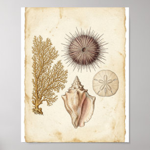 Affiche Étude de naturaliste marin sur une antique barrièr