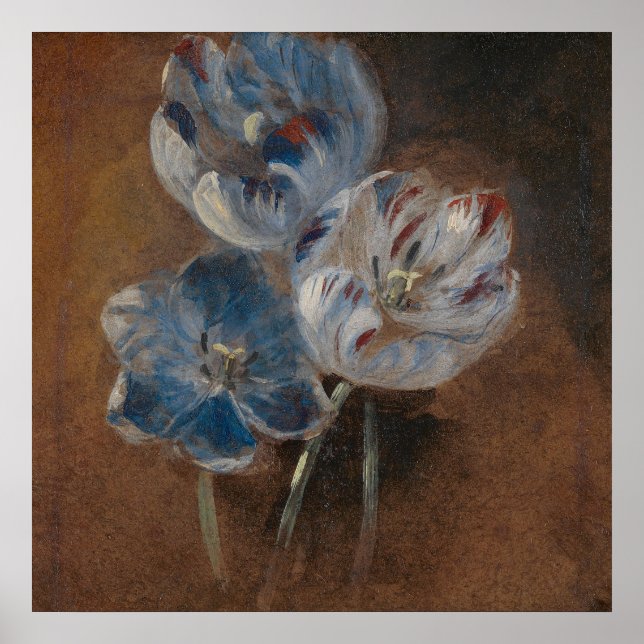 Affiche Étude de trois tulipes à perroquets (gendarme attr (Devant)