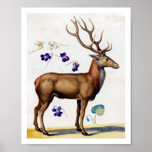 Affiche Étude des cerfs et des fleurs, Arcimboldo