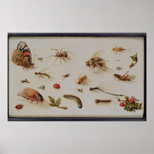 Affiche Étude des insectes