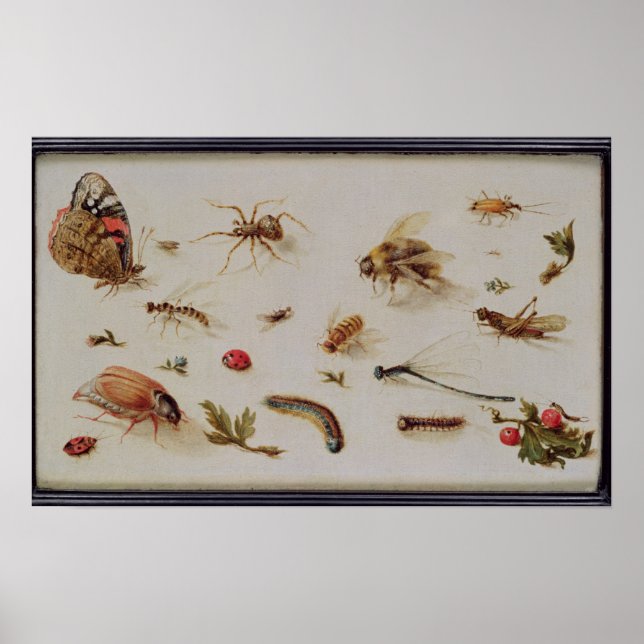 Affiche Étude des insectes (Devant)