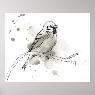 Affiche Étude des oiseaux de la nature