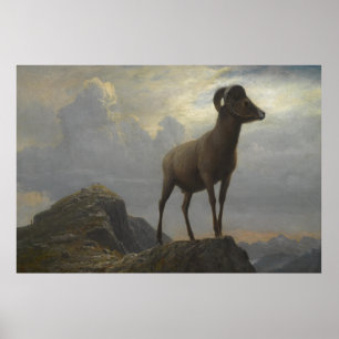 Affiche Étude d'un bighorn Ram par Albert Bierstadt