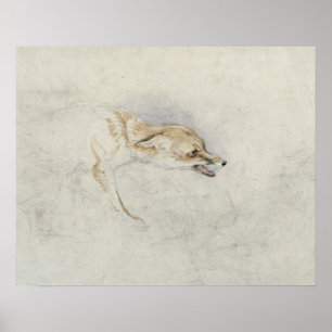 Affiche Étude d'un renard croustillant, face à droite vers