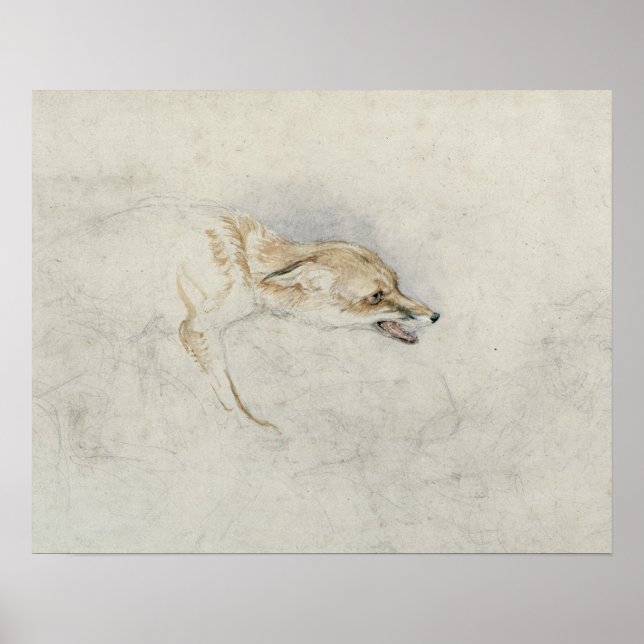 Affiche Étude d'un renard croustillant, face à droite vers (Devant)