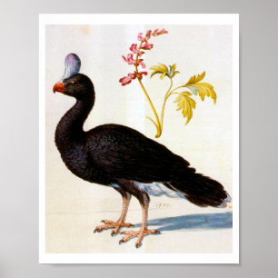 Affiche Étude d'une Curassow Helmeted, Arcimboldo