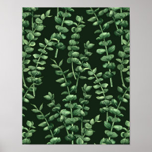 Affiche Eucalyptus 2