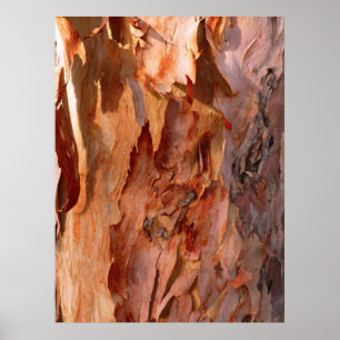 Affiche Eucalyptus Bark
