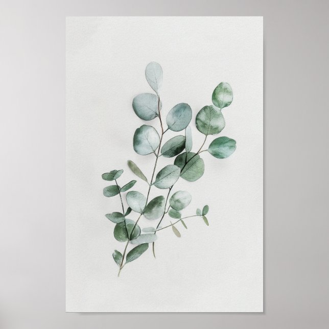 Affiche Eucalyptus botanique minimaliste en aquarelle (Devant)