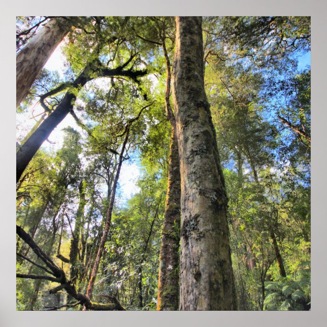 Affiche Eucalyptus gommiers de la forêt pluviale australie (Devant)